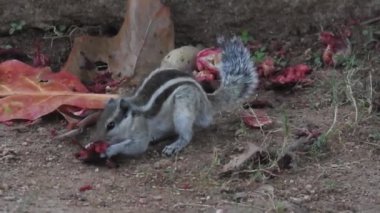 Şirin bir sincap fındık seçer. Sincap fındık kokluyor. Hayvan, vahşi, sevimli, kemirgen, doğa, orman, fındık, kütük, makro, bulanık arka plan, seçim, komik, merak. Yeşil bir dalda oturan tilki sincabı portresi (Sciurus niger).