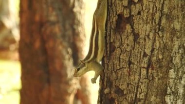 Şirin bir sincap fındık seçer. Sincap fındık kokluyor. Hayvan, vahşi, sevimli, kemirgen, doğa, orman, fındık, kütük, makro, bulanık arka plan, seçim, komik, merak. Yeşil bir dalda oturan tilki sincabı portresi (Sciurus niger).