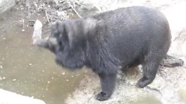 Daldaki şirin maymun kameraya bakıyor. Ağaç dallarında oynaşan oldukça ıslak bir maymun. Egzotik ormanda vahşi yaşamın komik bir sahnesi. Gözlerini açan goril yüzünü kapat. Sıradan şempanze sarılıp etrafa bakıyor Bebek sincap maymunu