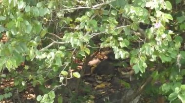 Daldaki şirin maymun kameraya bakıyor. Ağaç dallarında oynaşan oldukça ıslak bir maymun. Egzotik ormanda vahşi yaşamın komik bir sahnesi. Gözlerini açan goril yüzünü kapat. Sıradan şempanze sarılıp etrafa bakıyor Bebek sincap maymunu