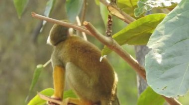 Daldaki şirin maymun kameraya bakıyor. Ağaç dallarında oynaşan oldukça ıslak bir maymun. Egzotik ormanda vahşi yaşamın komik bir sahnesi. Gözlerini açan goril yüzünü kapat. Sıradan şempanze sarılıp etrafa bakıyor Bebek sincap maymunu