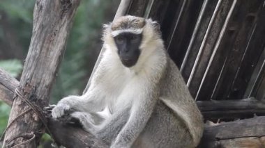Daldaki şirin maymun kameraya bakıyor. Ağaç dallarında oynaşan oldukça ıslak bir maymun. Egzotik ormanda vahşi yaşamın komik bir sahnesi. Gözlerini açan goril yüzünü kapat. Sıradan şempanze sarılıp etrafa bakıyor Bebek sincap maymunu