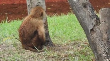 Daldaki şirin maymun kameraya bakıyor. Ağaç dallarında oynaşan oldukça ıslak bir maymun. Egzotik ormanda vahşi yaşamın komik bir sahnesi. Gözlerini açan goril yüzünü kapat. Sıradan şempanze sarılıp etrafa bakıyor Bebek sincap maymunu