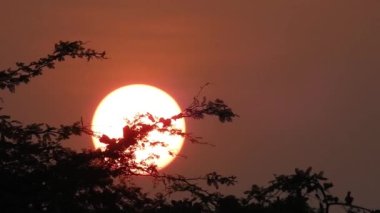 Güzel sonbahar manzarası Zaman Hızı. Güneşli Günbatımı Gecesi 'nde güneş parlıyor. 4K Sakin Bölge Çayır Alanı. Gün batımı güneş ışığı parlıyor. Kırsal Arazi. Büyük güneş ve bulutsuz gökyüzü ile Afrika 'nın günbatımı zaman aşımı