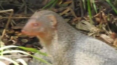 Hint gri firavun faresi, Hindistan 'da ve Batı Asya' da yetişen firavun faresi türüdür. Hayvanlar toprakta duran büyük fare ve sıçan gibi görünüyor. Hint gri firavun faresi Hindistan 'da yetişen bir firavun faresidir.