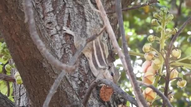 Цікаво Стовбуром Дерева Вдивляється Червона Білка Вид Білку Яка Прочісує — стокове відео