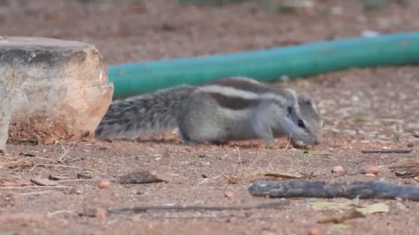 Zvědavá Rudá Veverka Nakoukla Kmen Stromu Closeup View Squirrel Which — Stock video