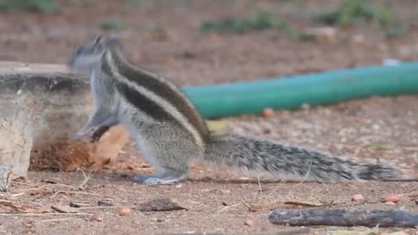 Ciekawa Czerwona Wiewiórka Zagląda Pniem Drzewa Zbliżenie Zobacz Squirrel Który — Wideo stockowe