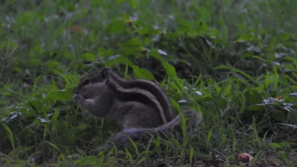 Nieuwsgierige Rode Eekhoorn Gluurt Achter Boomstam Closeup View Een Eekhoorn — Stockvideo