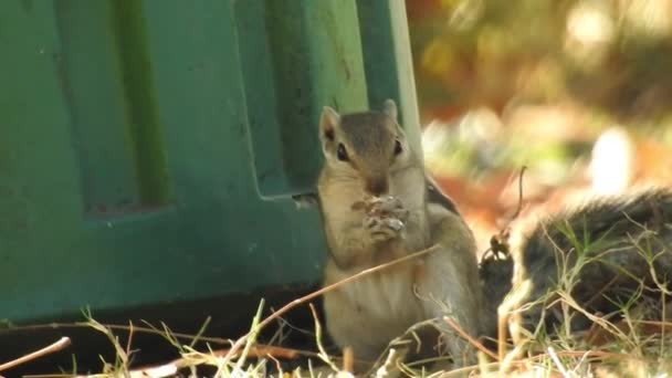 Ciekawa Czerwona Wiewiórka Zagląda Pniem Drzewa Zbliżenie Zobacz Squirrel Który — Wideo stockowe