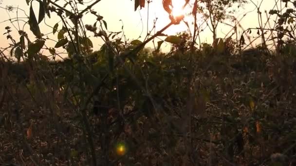 Kosmos Der Beautiful Sunlight Farm Feld Bei Goldenem Sonnenuntergang Dolbelliferae — Stockvideo
