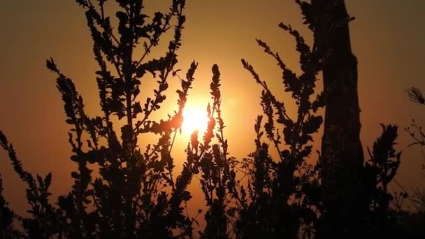 코스모스는 황금빛 석양에 아름다운 농장에 있으며 식물은 가까이 뉘엿뉘엿 뉘엿뉘엿 — 비디오