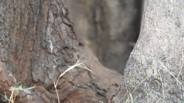 Een Schattige Eekhoorn Kiest Een Noot Eekhoorn Ruikt Noten Dier — Stockvideo