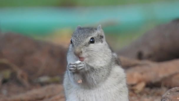 Ein Süßes Eichhörnchen Wählt Eine Nuss Das Eichhörnchen Schnüffelt Nüsse — Stockvideo