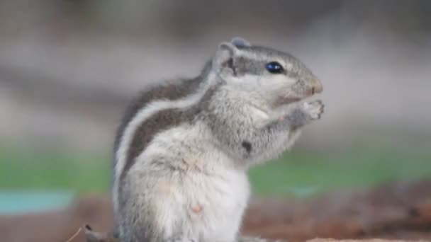 可爱的松鼠选择坚果 松鼠在嗅坚果 啮齿动物 模糊的背景 狐狸松鼠 黑鬼科学家 坐在绿枝上的画像 — 图库视频影像
