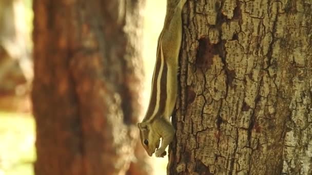 귀여운 다람쥐가 견과를 합니다 다람쥐가 견과를 귀여운 설치류 그루터기 매크로 — 비디오