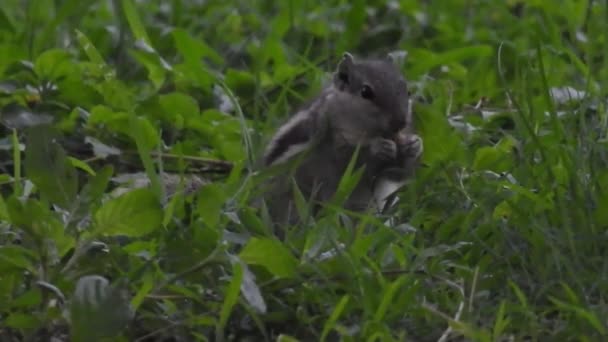 Een Schattige Eekhoorn Kiest Een Noot Eekhoorn Ruikt Noten Dier — Stockvideo