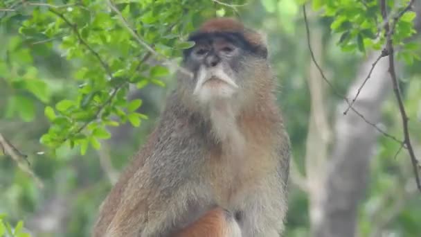 Słodkie Małpa Gałąź Patrząc Aparat Całkiem Mokra Małpa Zabawiająca Się — Wideo stockowe