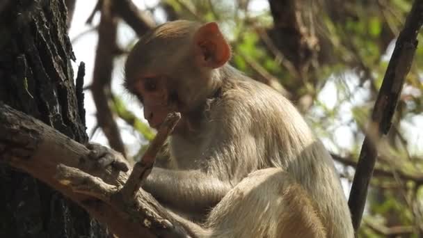 Mono Lindo Rama Mirando Cámara Bastante Mono Mojado Jugando Las — Vídeo de stock