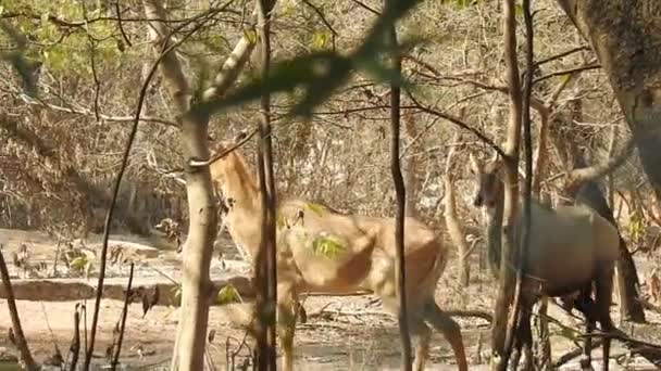 白尾鹿在野外的蒸腾和呼吸 红鹿在冬天的森林里野生动物 保护自然 在自然环境中饲养鹿群 牧草和环视多雾的草地 — 图库视频影像