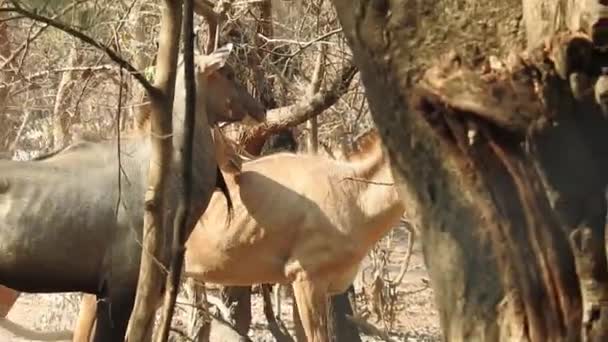 Whitetail Cervo Doe Stomping Sniffando Natura Cervo Rosso Nella Foresta — Video Stock
