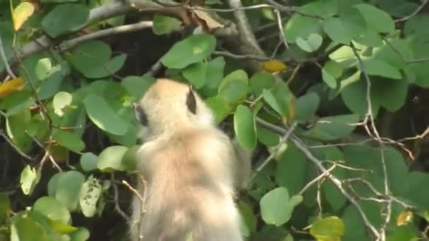 나뭇가지에 귀여운 원숭이가 카메라를 있습니다 유인원 나뭇가지 위에서 장난을 있습니다 — 비디오