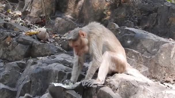 Мила Мавпа Гілці Дивлячись Камеру Досить Мокра Мавпа Обманює Дерево — стокове відео