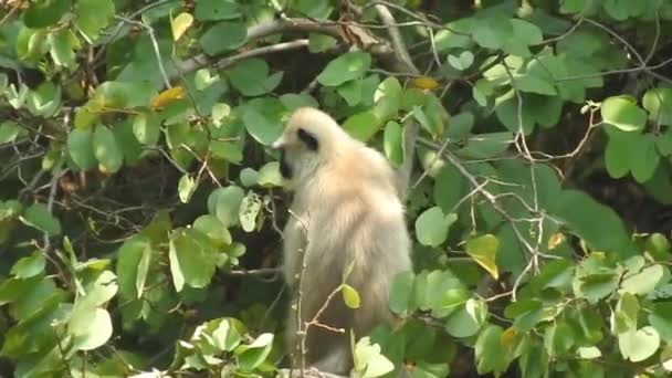 Daldaki Şirin Maymun Kameraya Bakıyor Ağaç Dallarında Oynaşan Oldukça Islak — Stok video