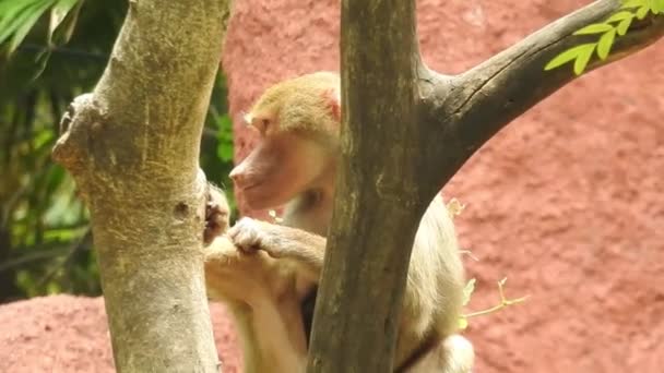 Scimmia Carina Sul Ramo Guardando Fotocamera Una Scimmia Bagnata Che — Video Stock