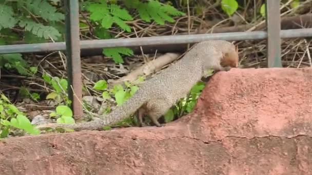 Індійський Сірий Мангус Англ Indian Grey Mongoose Вид Мангусти Родом — стокове відео