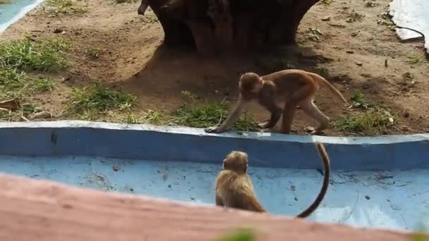 Scimmia Carina Sul Ramo Guardando Fotocamera Una Scimmia Bagnata Che — Video Stock