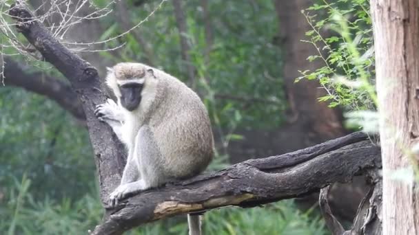 可爱的猴子在树枝上看着相机 相当湿的猿在树枝上嬉戏 异国情调的森林里野生动物的滑稽景象 靠近大猩猩的脸睁开他的眼睛 常见的黑猩猩依偎在一起 环视着小松鼠猴 — 图库视频影像