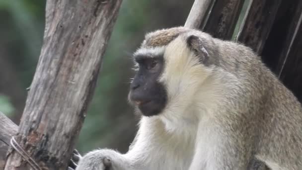 Roztomilá Opice Větvi Dívající Kamery Pěkně Mokrá Opice Poflakuje Větvích — Stock video