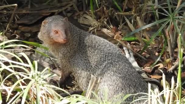 Close Indian Gray Mongoose Indian Grey Mongoose Mongoose Species Native — Stock Video