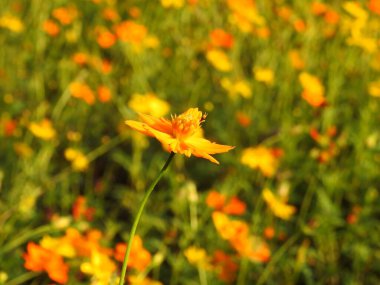 Monarch Siyah ve Beyaz Kelebek, Bahçedeki Sarı Çiçek, Kelebeğin Doğa Fotoğrafı. Siyah ve beyaz Kelebek, yeşil yapraklı yeşil arka planlı, kelebek, çiçek alan, siyah kelebek ve bacakları.