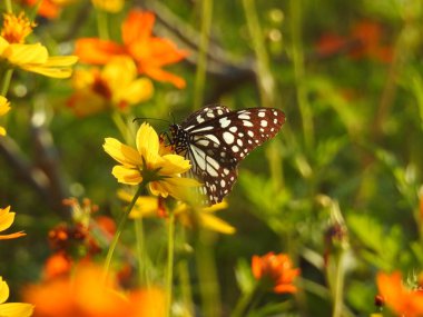 Monarch Siyah ve Beyaz Kelebek, Bahçedeki Sarı Çiçek, Kelebeğin Doğa Fotoğrafı. Siyah ve beyaz Kelebek, yeşil yapraklı yeşil arka planlı, kelebek, çiçek alan, siyah kelebek ve bacakları.