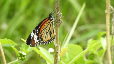 Monarch Siyah ve Beyaz Kelebek, Bahçedeki Sarı Çiçek, Kelebeğin Doğa Fotoğrafı. Siyah ve beyaz Kelebek, yeşil yapraklı yeşil arka planlı, kelebek, çiçek alan, siyah kelebek ve bacakları.