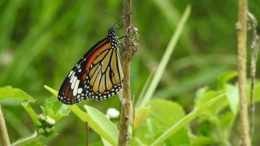 Monarch Siyah ve Beyaz Kelebek, Bahçedeki Sarı Çiçek, Kelebeğin Doğa Fotoğrafı. Siyah ve beyaz Kelebek, yeşil yapraklı yeşil arka planlı, kelebek, çiçek alan, siyah kelebek ve bacakları.