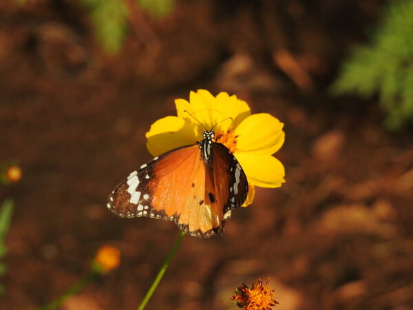 Monarch Black and White Butterfly on Yellow flower in Garden, Landscape Nature Photography of butterfly. black and white Butterfly closeup with green background with green leaf, Butterfly on flower taking food , Black butterfly on flower with it legs