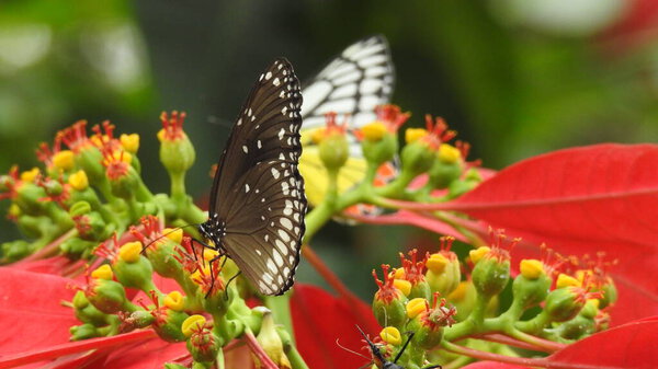 Monarch Black and White Butterfly on Yellow flower in Garden, Landscape Nature Photography of butterfly. black and white Butterfly closeup with green background with green leaf, Butterfly on flower taking food , Black butterfly on flower with it legs