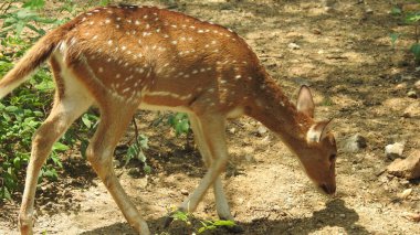 Noble deer male in winter snow forest Beautiful fallow deer in winter outdoors. fighting with their horns.  fighting in forest towards each other. Close up Red Deer Stag in forest, Single noble deer with big beautiful horns on snowy field, Roe deer
