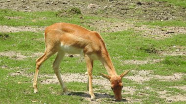 Noble deer male in winter snow forest Beautiful fallow deer in winter outdoors. fighting with their horns.  fighting in forest towards each other. Close up Red Deer Stag in forest, Single noble deer with big beautiful horns on snowy field, Roe deer