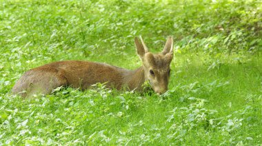 Noble deer male in winter snow forest Beautiful fallow deer in winter outdoors. fighting with their horns.  fighting in forest towards each other. Close up Red Deer Stag in forest, Single noble deer with big beautiful horns on snowy field, Roe deer