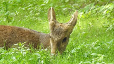 Noble deer male in winter snow forest Beautiful fallow deer in winter outdoors. fighting with their horns.  fighting in forest towards each other. Close up Red Deer Stag in forest, Single noble deer with big beautiful horns on snowy field, Roe deer