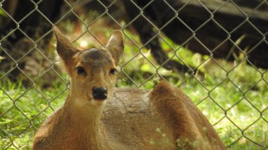 Noble deer male in winter snow forest Beautiful fallow deer in winter outdoors. fighting with their horns.  fighting in forest towards each other. Close up Red Deer Stag in forest, Single noble deer with big beautiful horns on snowy field, Roe deer