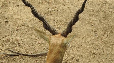 Noble deer male in winter snow forest Beautiful fallow deer in winter outdoors. fighting with their horns.  fighting in forest towards each other. Close up Red Deer Stag in forest, Single noble deer with big beautiful horns on snowy field, Roe deer