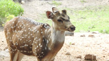 Noble deer male in winter snow forest Beautiful fallow deer in winter outdoors. fighting with their horns.  fighting in forest towards each other. Close up Red Deer Stag in forest, Single noble deer with big beautiful horns on snowy field, Roe deer