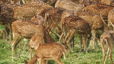 Noble deer male in winter snow forest Beautiful fallow deer in winter outdoors. fighting with their horns.  fighting in forest towards each other. Close up Red Deer Stag in forest, Single noble deer with big beautiful horns on snowy field, Roe deer
