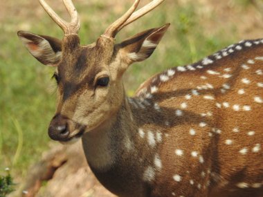 Noble deer male in winter snow forest Beautiful fallow deer in winter outdoors. fighting with their horns.  fighting in forest towards each other. Close up Red Deer Stag in forest, Single noble deer with big beautiful horns on snowy field, Roe deer