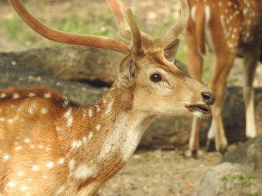 Red Deer fighting, Fallow Deer Fighting. Two Whitetail Deer. Close up Red Deer Stag in forest, Single adult noble deer with big beautiful horns on snowy field, Roe deer sitting in a green grass field A closeup look and detailed view of this species.